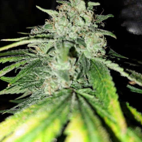 Pugs Breath (bwcc cut) growlog timeline photo