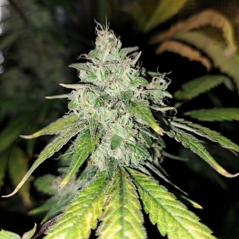 Pugs Breath (bwcc cut) growlog timeline photo