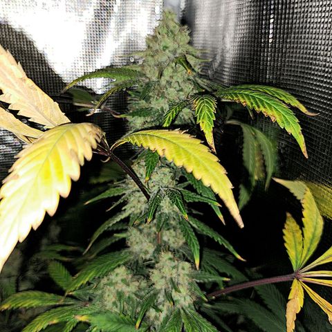 Pugs Breath (bwcc cut) growlog timeline photo