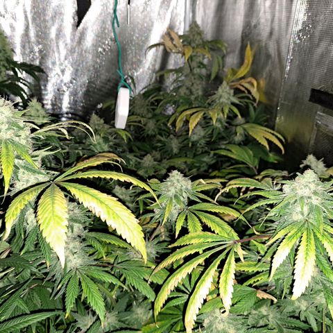 Pugs Breath (bwcc cut) growlog timeline photo