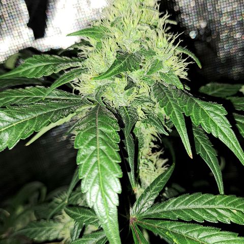Medi-Pak (broad-leaf pheno) growlog timeline photo