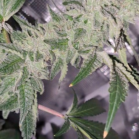Platinum Shoes growlog timeline photo