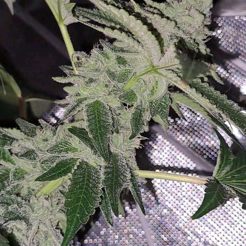 Platinum Shoes growlog timeline photo