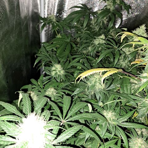 Medi-Pak (broad-leaf pheno) growlog timeline photo