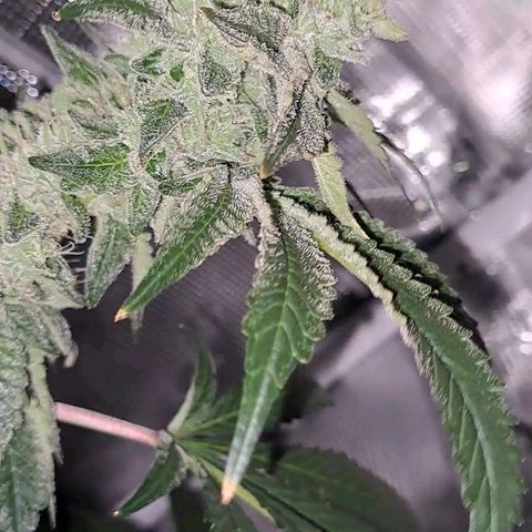 Platinum Shoes growlog timeline photo