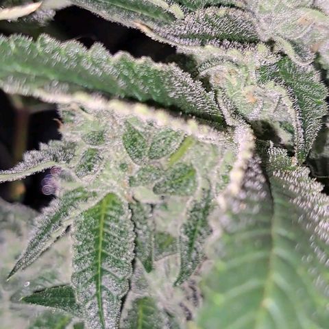 Platinum Shoes growlog timeline photo
