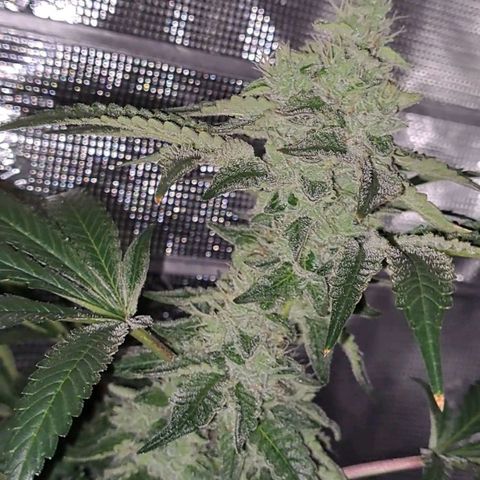 Platinum Shoes growlog timeline photo