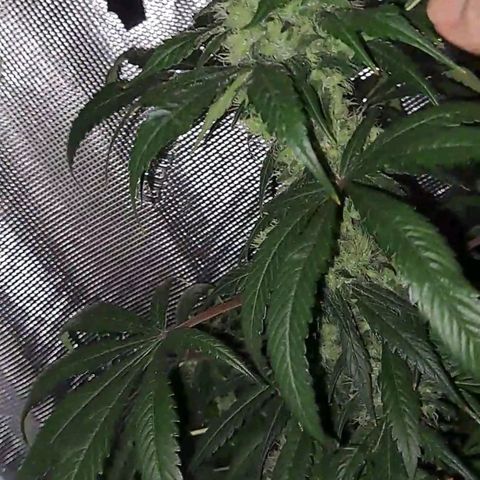 Medi-Pak (broad-leaf pheno) growlog timeline photo