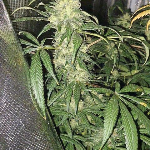 Medi-Pak (broad-leaf pheno) growlog timeline photo