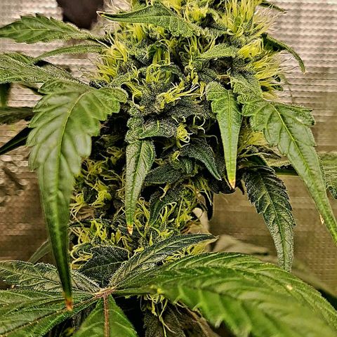 Medi-Pak (broad-leaf pheno) growlog timeline photo