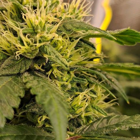 Medi-Pak (broad-leaf pheno) growlog timeline photo