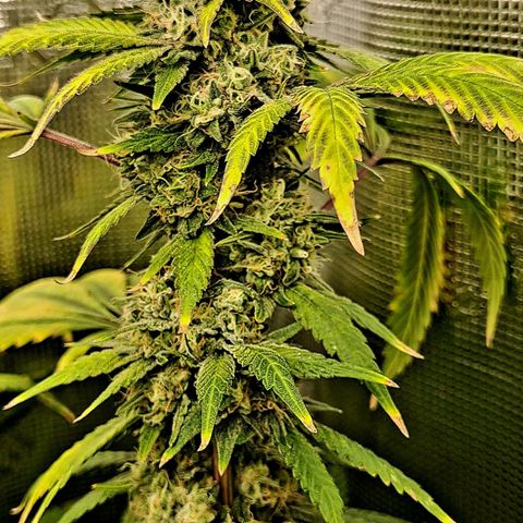Pugs Breath (bwcc cut) growlog timeline photo
