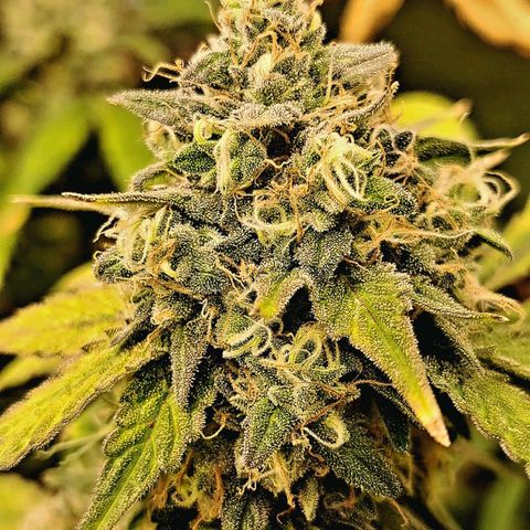 Pugs Breath (bwcc cut) growlog timeline photo