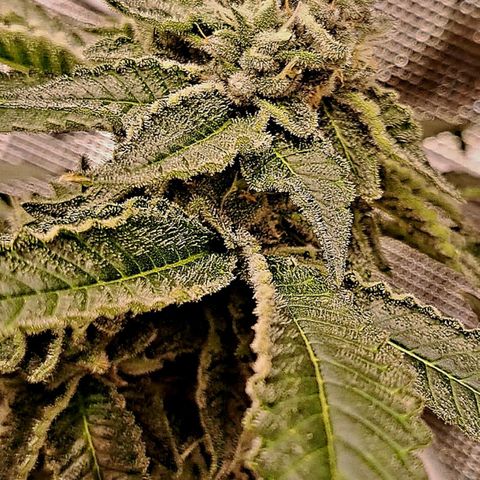 Platinum Shoes growlog timeline photo