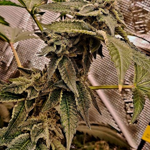 Platinum Shoes growlog timeline photo