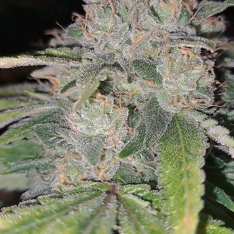 Pugs Breath (bwcc cut) growlog timeline photo