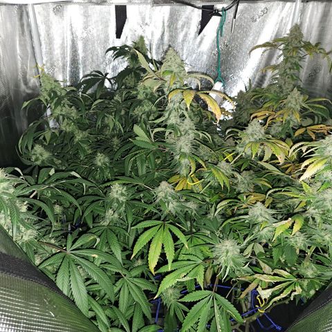 Pugs Breath (bwcc cut) growlog timeline photo
