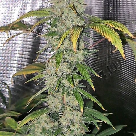 Pugs Breath (bwcc cut) growlog timeline photo