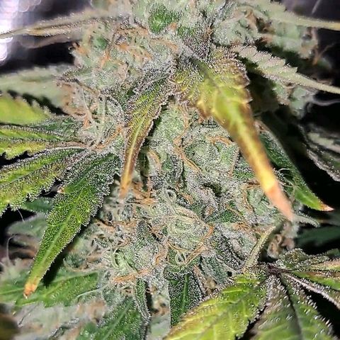 Pugs Breath (bwcc cut) growlog timeline photo