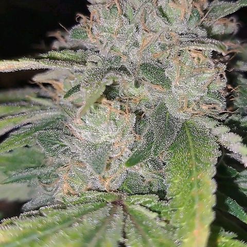 Pugs Breath (bwcc cut) growlog timeline photo