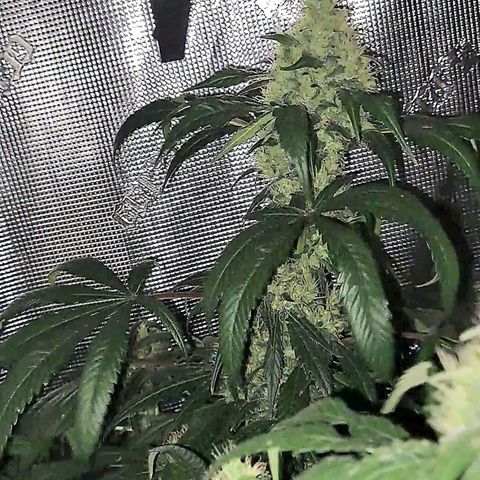 Medi-Pak (broad-leaf pheno) growlog timeline photo