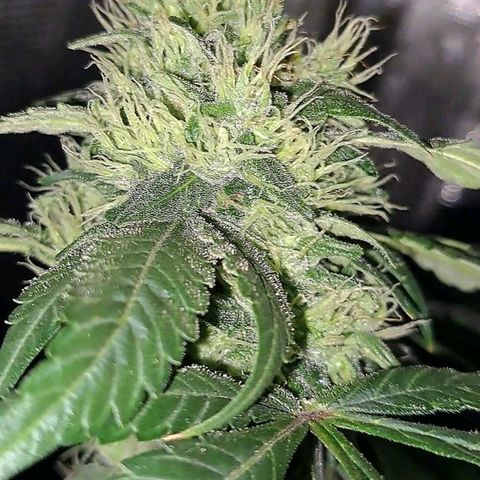 Medi-Pak (broad-leaf pheno) growlog timeline photo