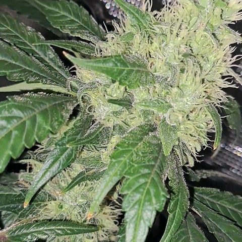 Medi-Pak (broad-leaf pheno) growlog timeline photo