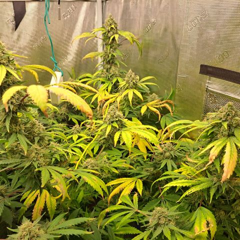 Pugs Breath (bwcc cut) growlog timeline photo