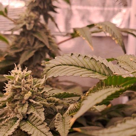 Platinum Shoes growlog timeline photo