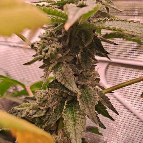 Platinum Shoes growlog timeline photo
