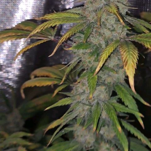 Pugs Breath (bwcc cut) growlog timeline photo
