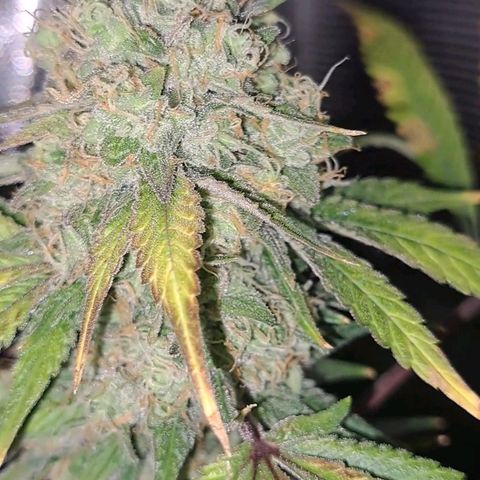 Pugs Breath (bwcc cut) growlog timeline photo