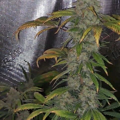 Pugs Breath (bwcc cut) growlog timeline photo