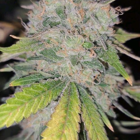 Pugs Breath (bwcc cut) growlog timeline photo