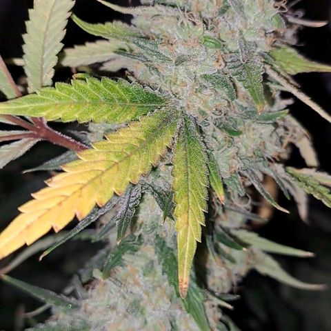 Pugs Breath (bwcc cut) growlog timeline photo