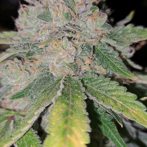 Pugs Breath (bwcc cut) growlog timeline photo