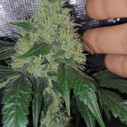 Medi-Pak (broad-leaf pheno) growlog timeline photo