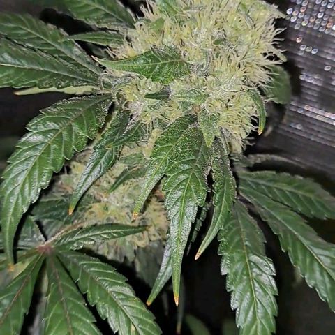Medi-Pak (broad-leaf pheno) growlog timeline photo