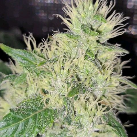 Medi-Pak (broad-leaf pheno) growlog timeline photo