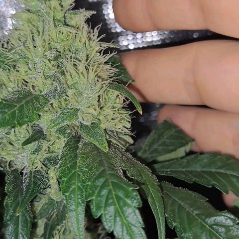 Medi-Pak (broad-leaf pheno) growlog timeline photo