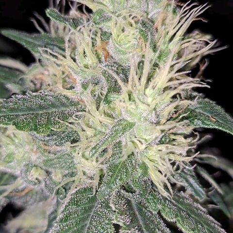 Medi-Pak (broad-leaf pheno) growlog timeline photo