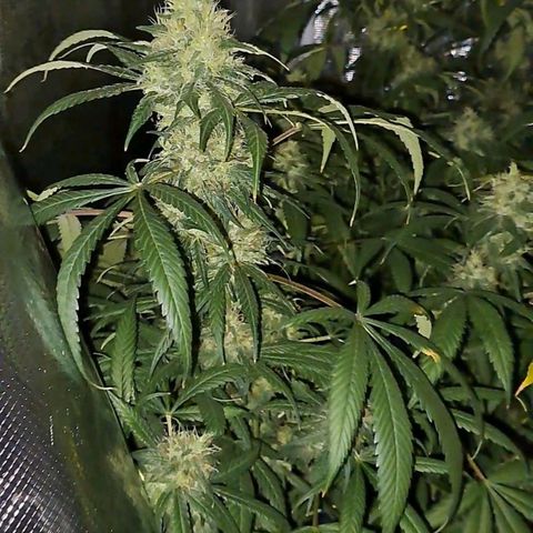 Medi-Pak (broad-leaf pheno) growlog timeline photo