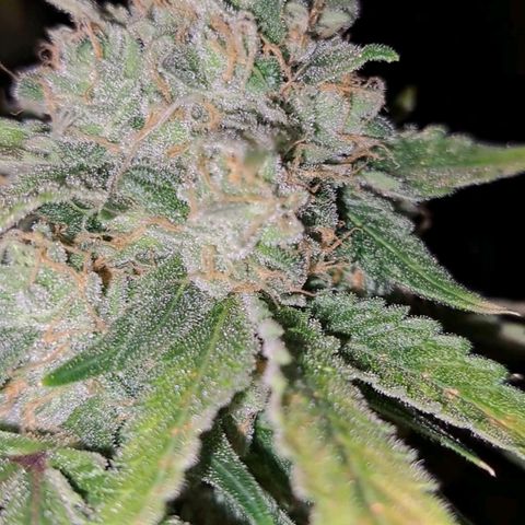 Pugs Breath (bwcc cut) growlog timeline photo