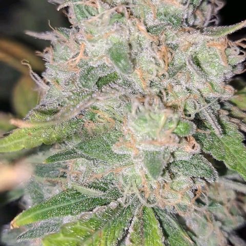 Pugs Breath (bwcc cut) growlog timeline photo