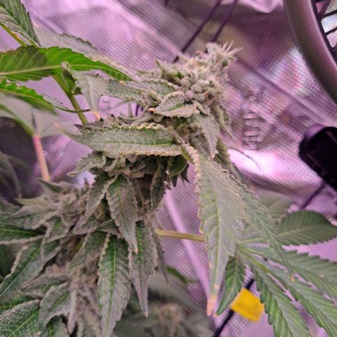 Platinum Shoes growlog timeline photo