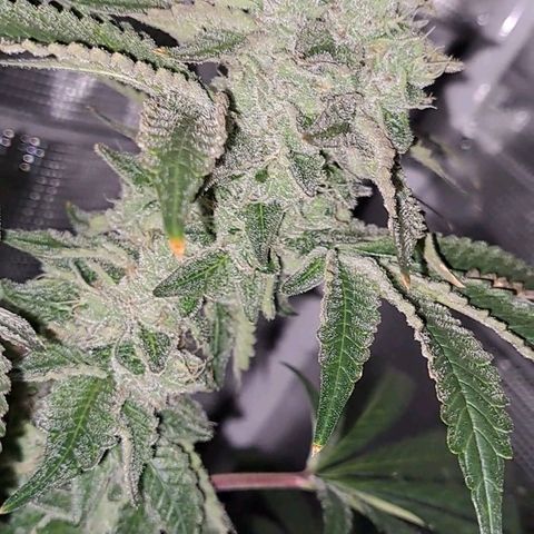 Platinum Shoes growlog timeline photo