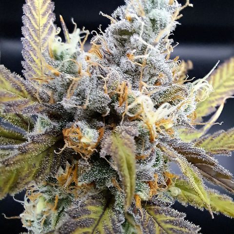 Biscotti growlog in Veg Area