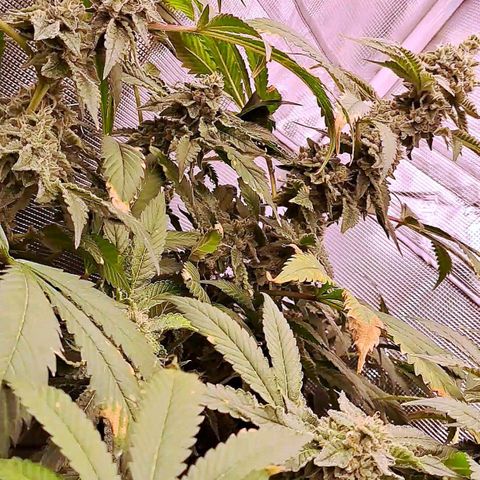 Platinum Shoes growlog timeline photo