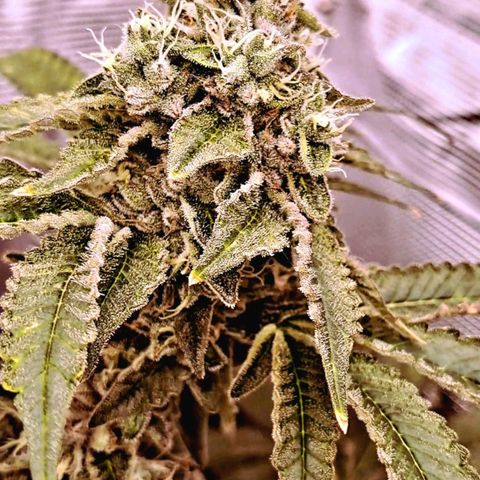 Platinum Shoes growlog timeline photo