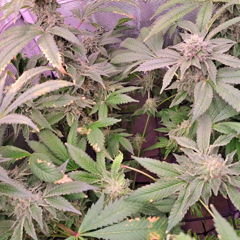 Platinum Shoes growlog timeline photo